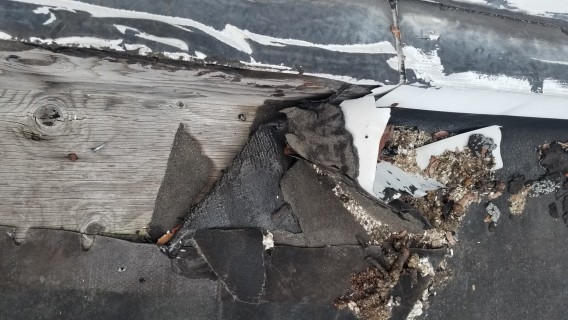 roof destroyed, pest infestation